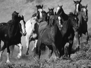 gallop, bloodstock, herd