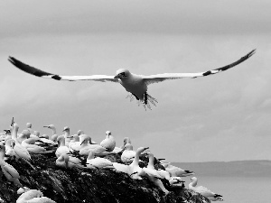 gannets