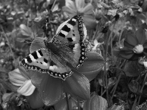 Beatyfull, Flowers, Garden, butterfly