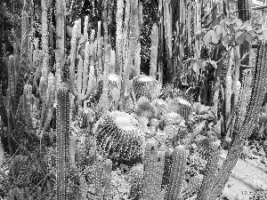Cactus, botanical garden