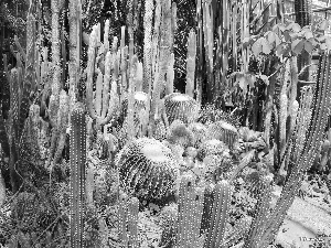 Cactus, botanical garden