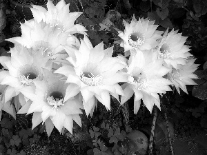 Garden, flourishing, Cactus