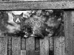 cat, fence, Garden, an