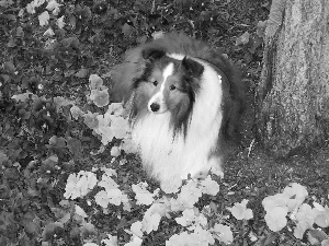 Flowers, Collie rough, Garden