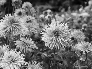 Garden, Pink, dahlias