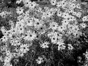 Garden, Yellow, daisy