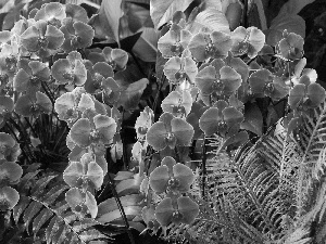 Garden, orchids, fern