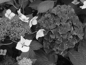 Garden, Blue, Flowers