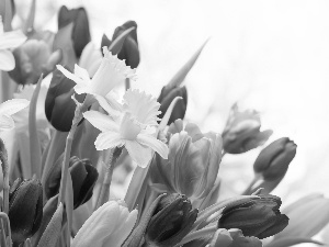 Garden, Spring, Flowers