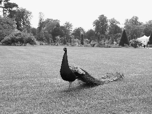 Garden, peacock, Meadow