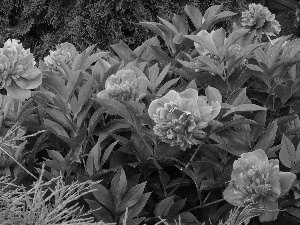 Garden, Pink, Peonies