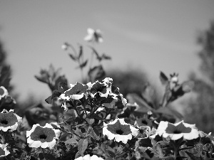 petunia, Garden