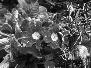 Garden, purple, Primrose