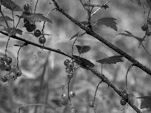 currant, twig, Garden, red hot