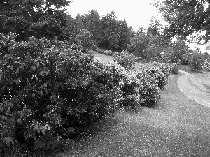 rhododendron, Garden