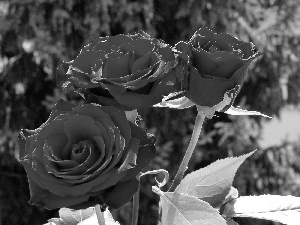 Garden, Red, roses