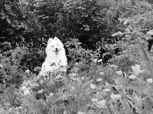 Samojed, Garden