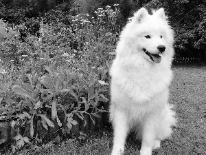 Samojed, Garden