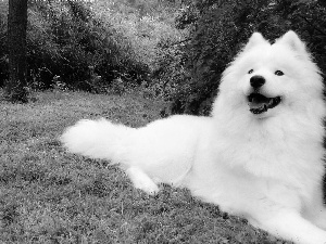 Samojed, Garden