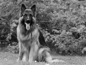 Bush, sheep-dog, Garden