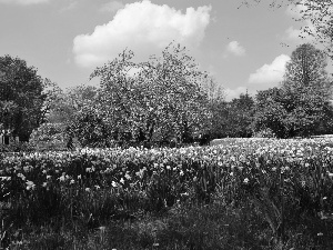 viewes, flourishing, Garden, Spring, Flowers, trees