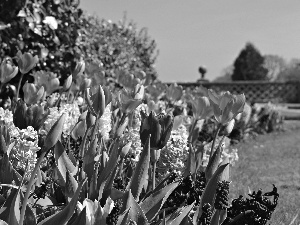 Garden, Spring, Hyacinths, Flowers, Tulips