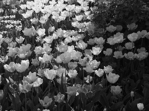 Spring, Tulips, Garden, Flowers