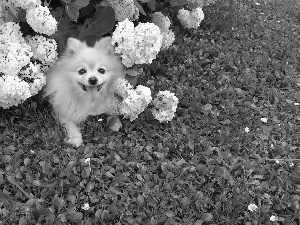 White, Flowers, Garden, doggy