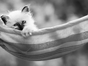 White, Hammock, Siamese Cat, kitten