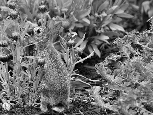 Flowers, Wild Rabbit, garden