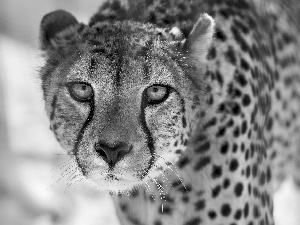gazing, Cheetah