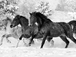 gear, winter, bloodstock