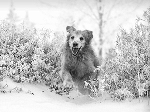 snow, Golden Retriever, gear