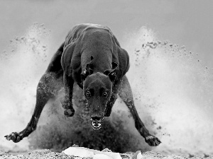 gear, dog, Greyhound