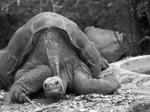 George, large, turtle