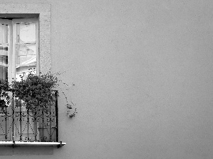 geranium, Balcony, Flowers
