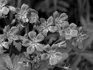 geranium, purple, Flowers