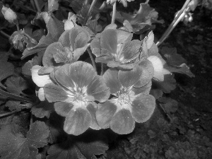 Pink, geranium