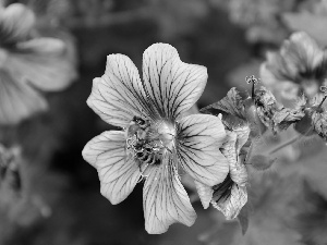 purple, bee, geranium, Flowers