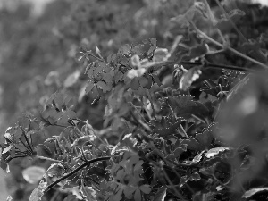 Red, geraniums