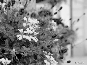 lavender, White, geraniums