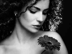 brunette, Gerbera