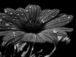 drops, Colourfull Flowers, Gerbera