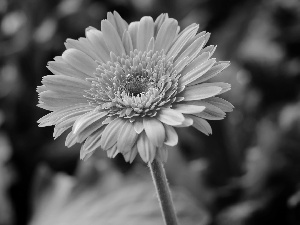 Colourfull Flowers, Pink, Gerbera