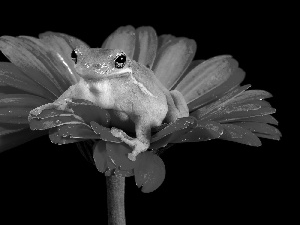 Gerbera, Green, frog