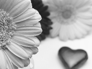 Pink, fuzzy, Heart, Gerbera