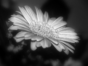 Pink, Gerbera