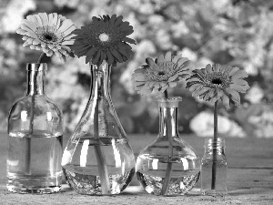 gerberas, glass, Bottles