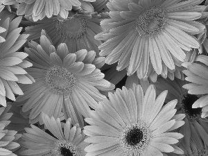 gerberas, Orange, Flowers