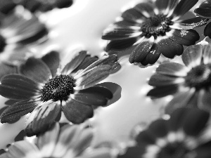 heads, water, gerberas, flowers